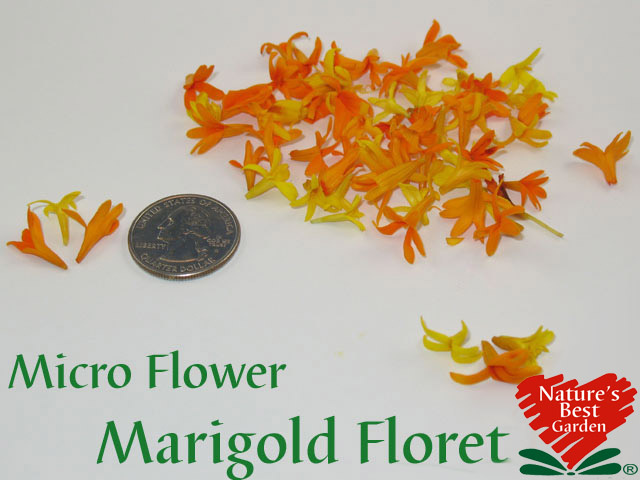 Micro Marigold Floret